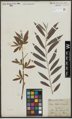 Foto von Salix alba L.